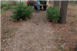 Volunteers unload saplings from the back of a cart.