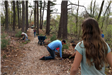 Volunteers plant pine saplings.