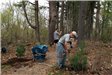 A volunteers adds soil around a newly planted sapling.