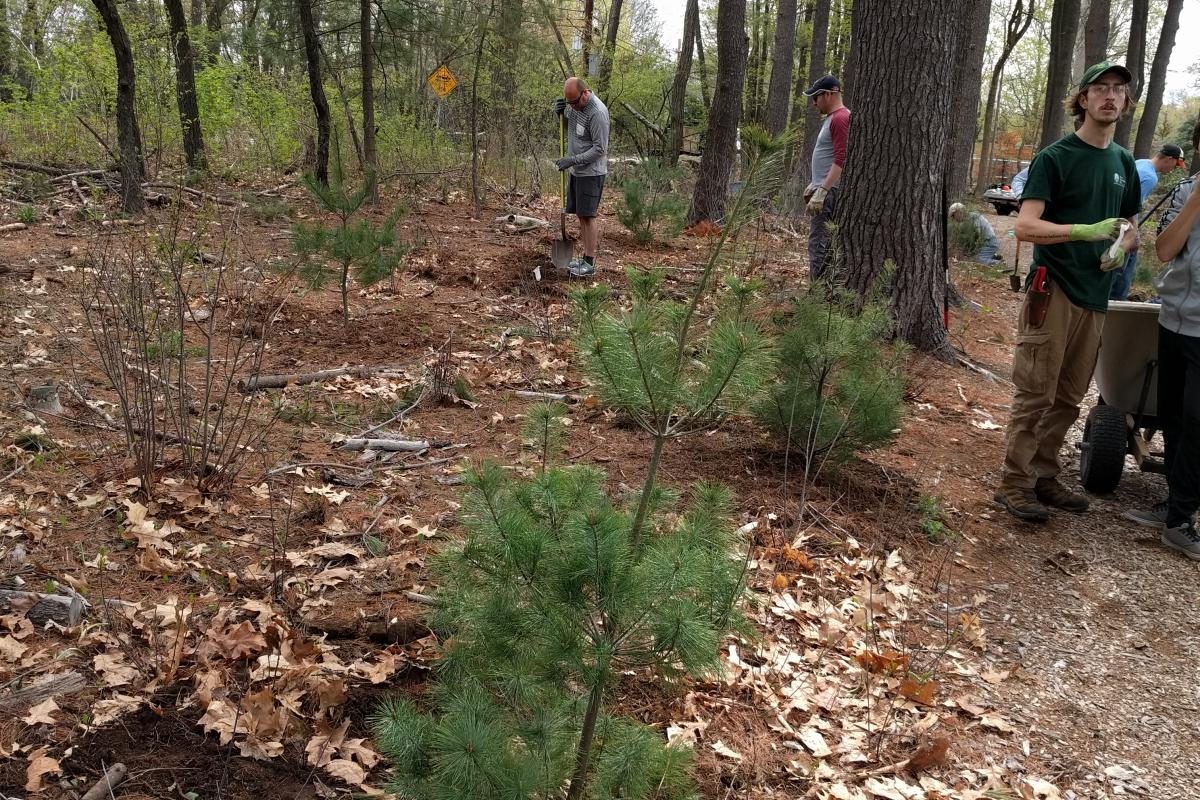 Some saplings have been planted, as volunteers dig another hole.