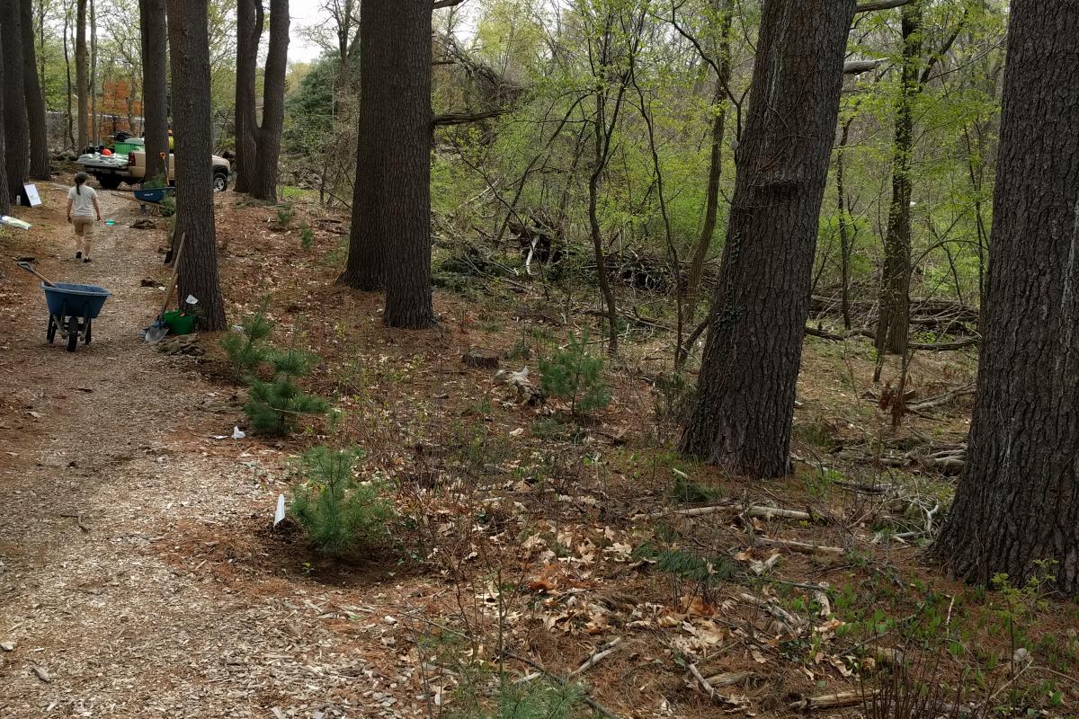 A row of newly planted saplings